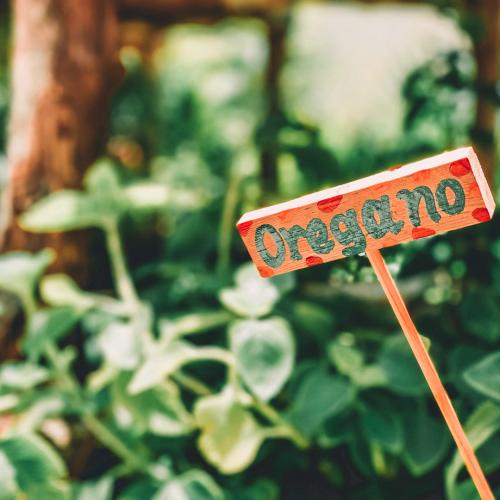 OREGANO01