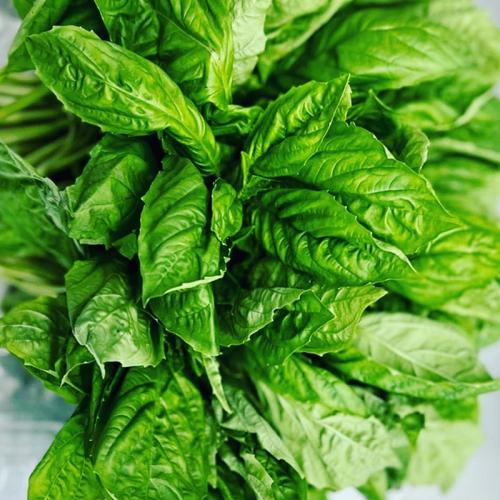 basil