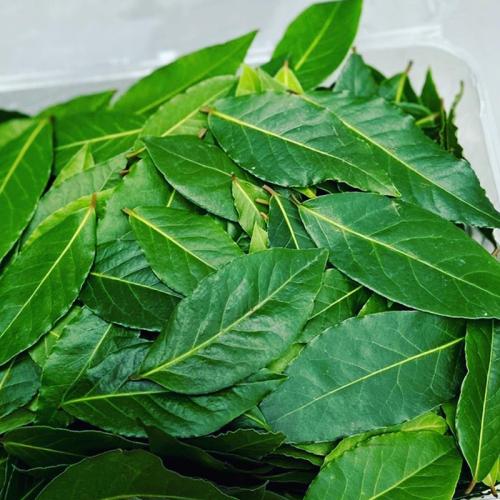 bay-leaf