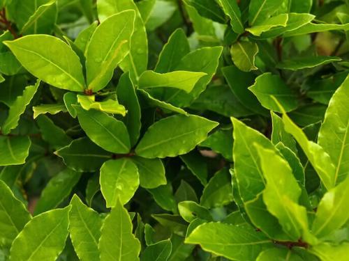 bay-leaf02