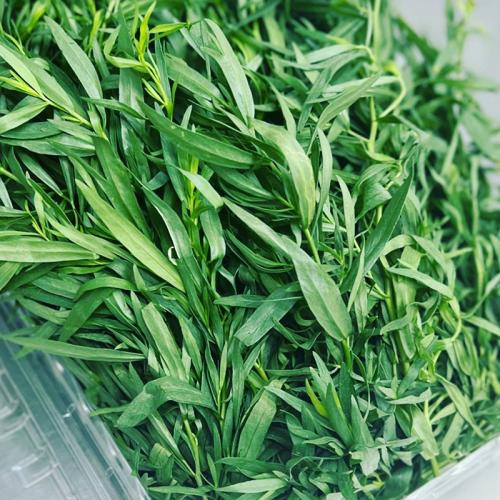 tarragon