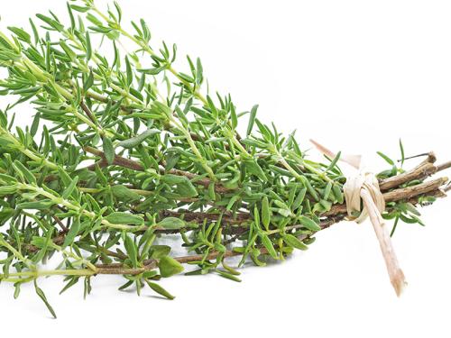 thyme02