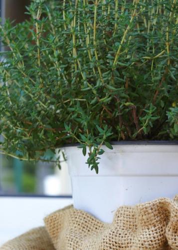 thyme_v_001